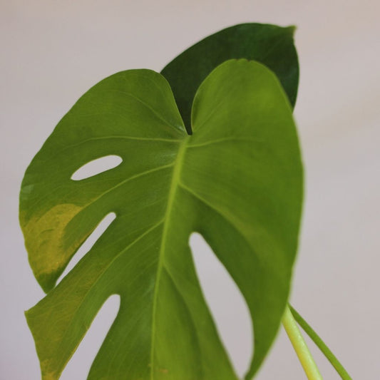 Monstera Deliciosa "L"