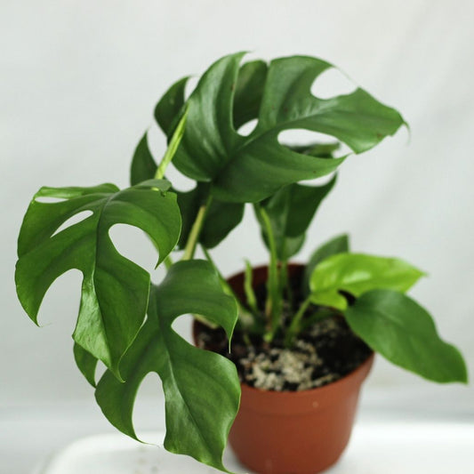 Rhaphidophora Tetrasperma "L"