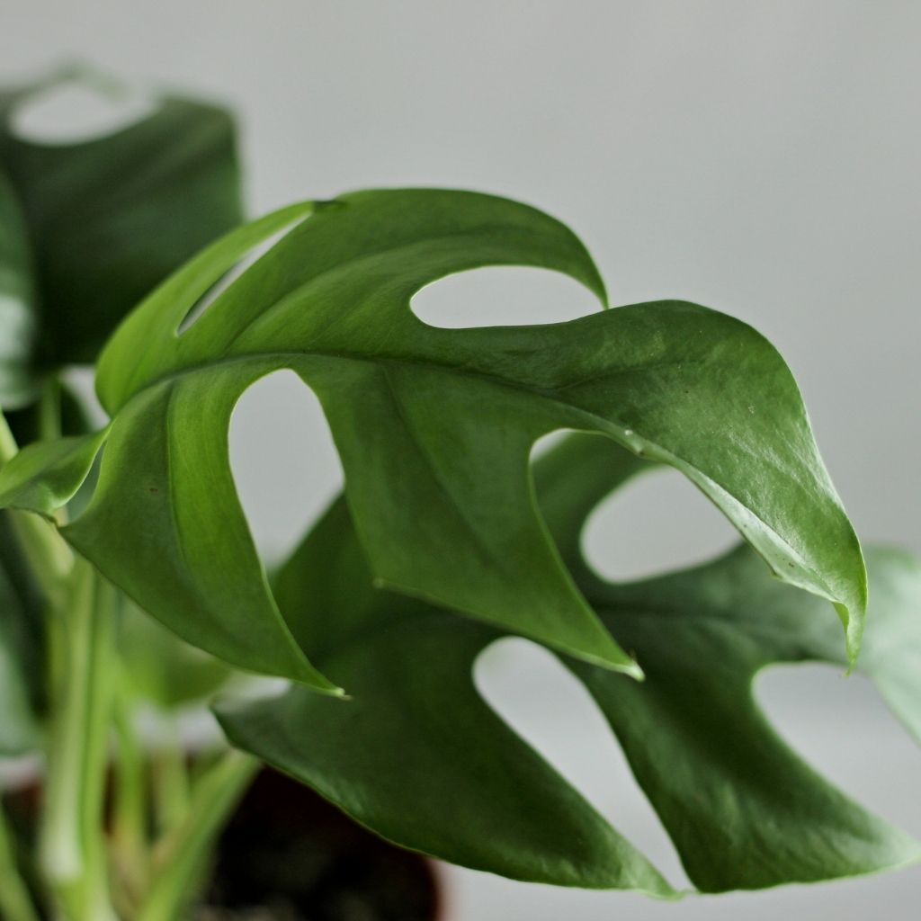Rhaphidophora Tetrasperma "L"