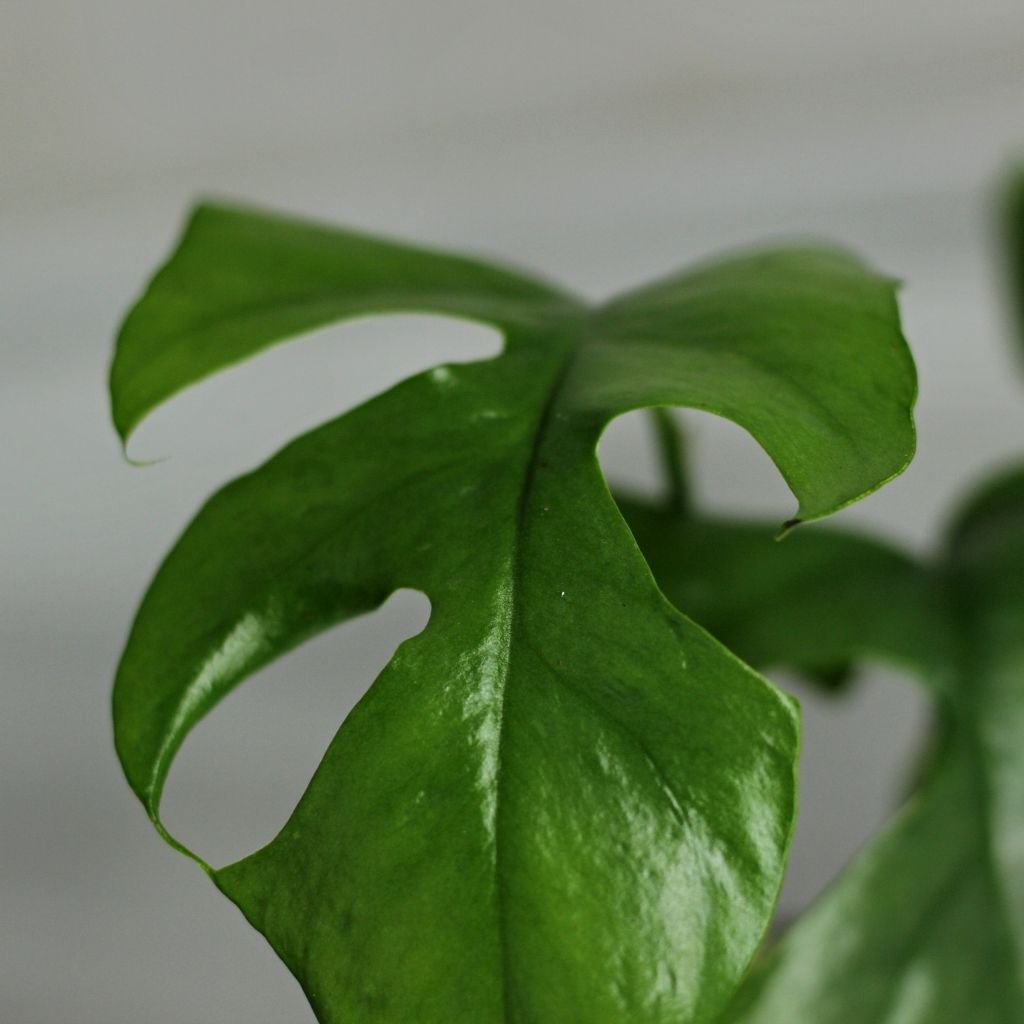 Rhaphidophora Tetrasperma "L"