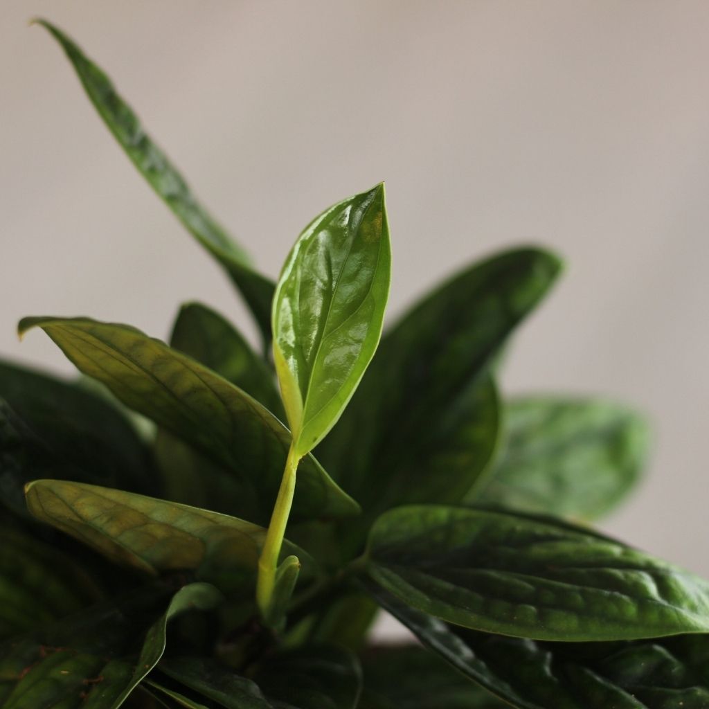 Monstera Peru