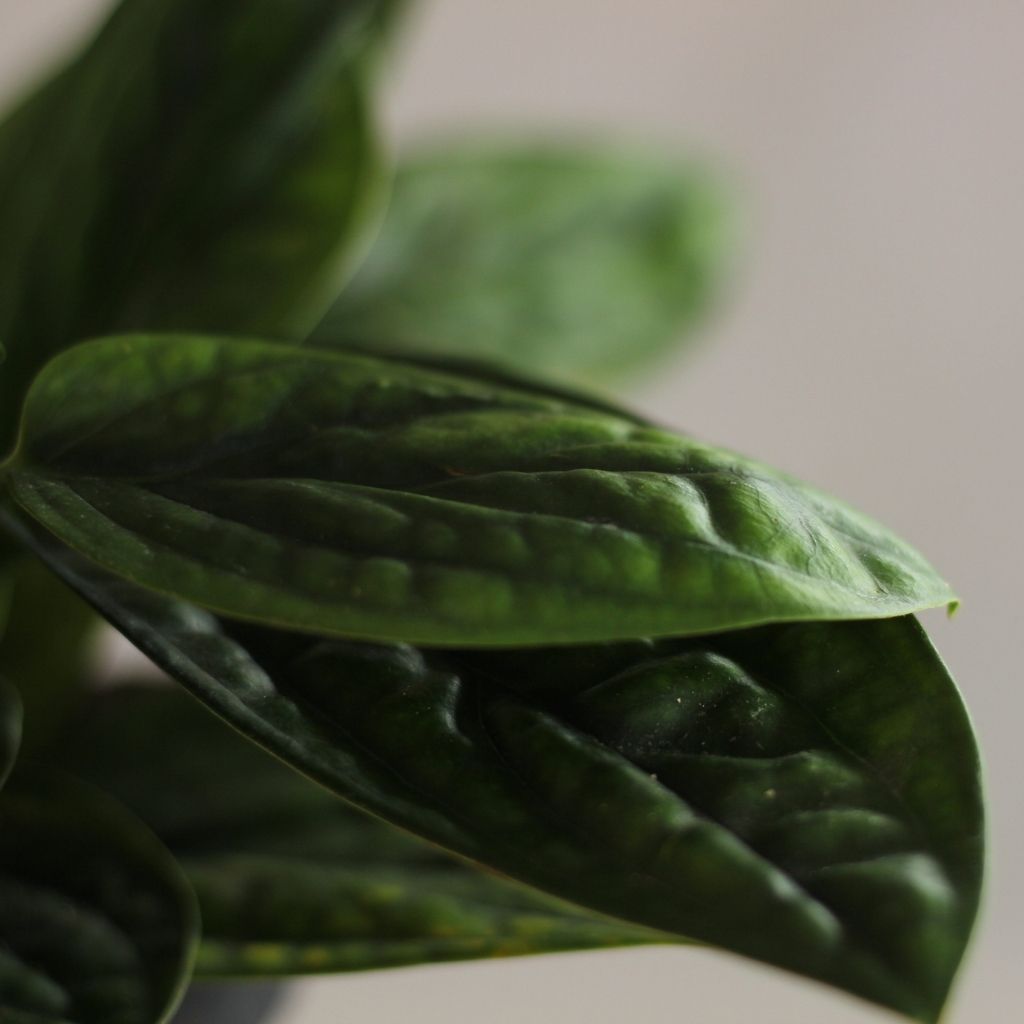 Monstera Peru
