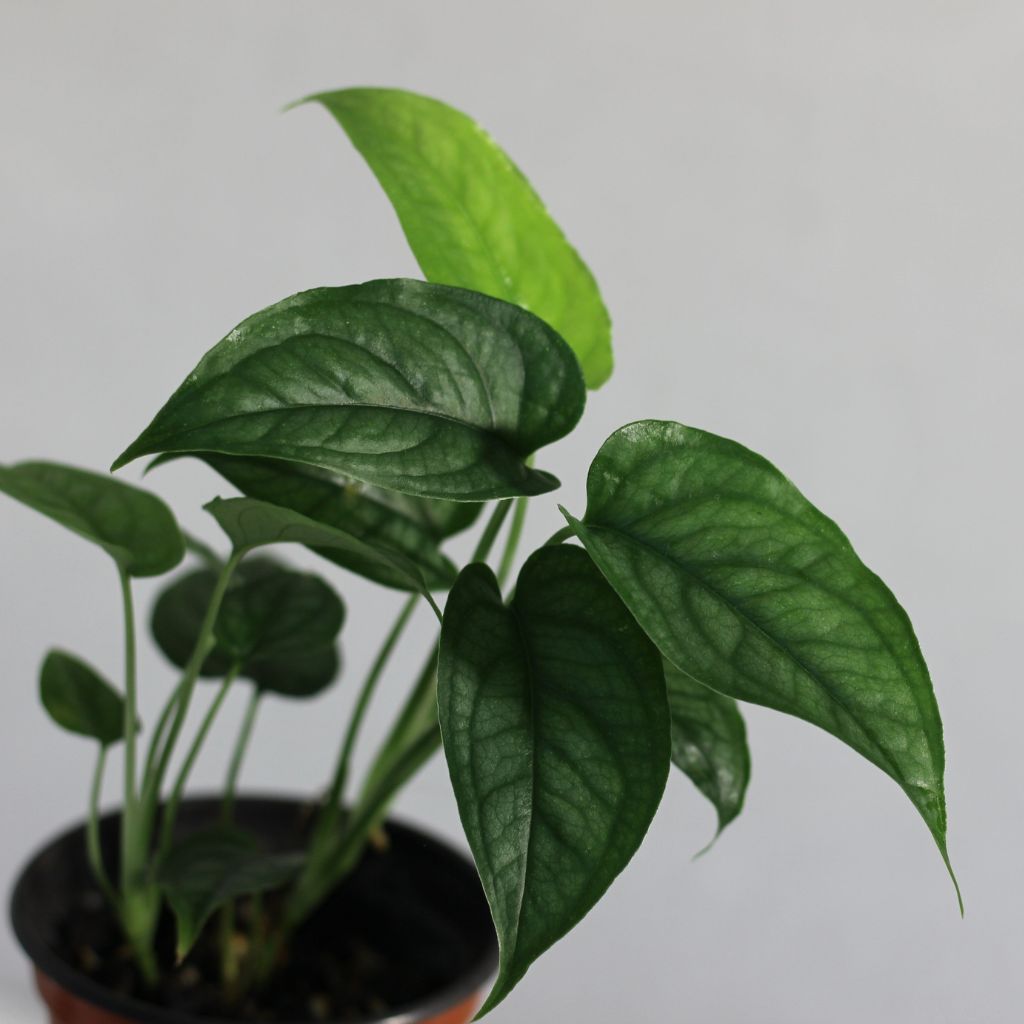 Monstera Siltepecana "M"
