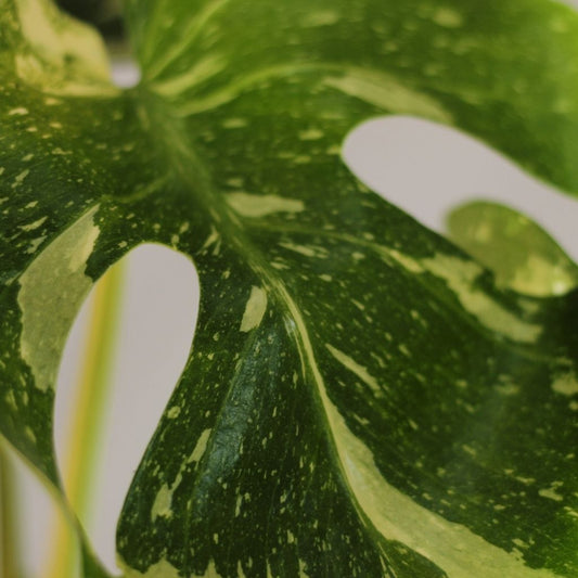 Monstera Thai "L"