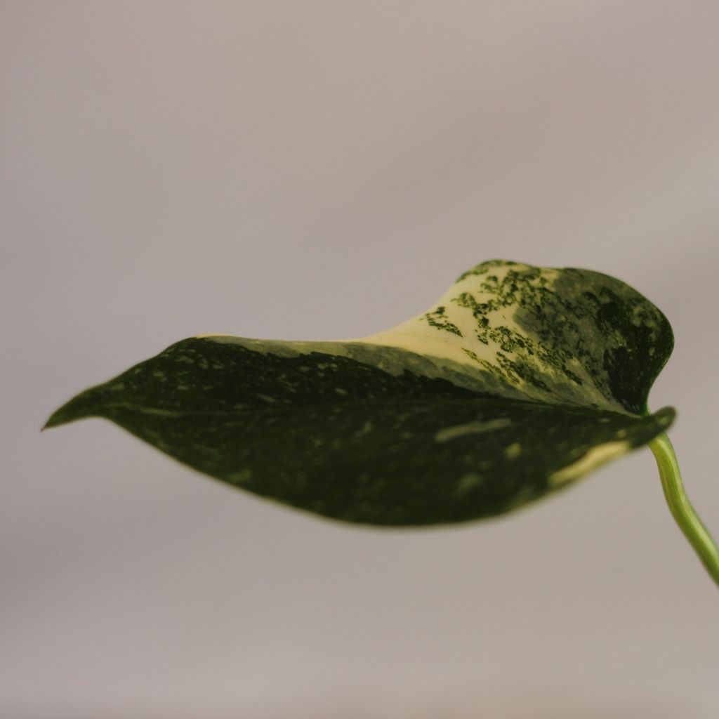 Monstera Thai "L"