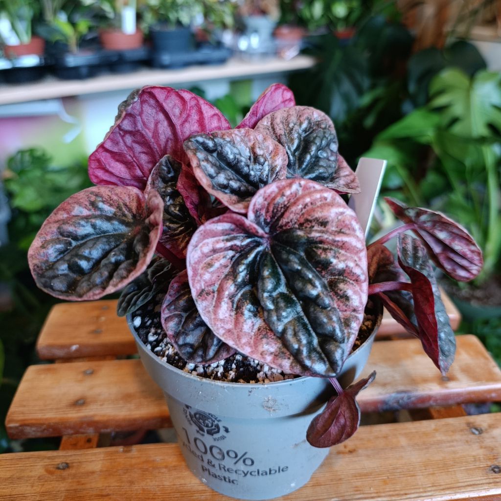 Peperomia caperata "Abricos"