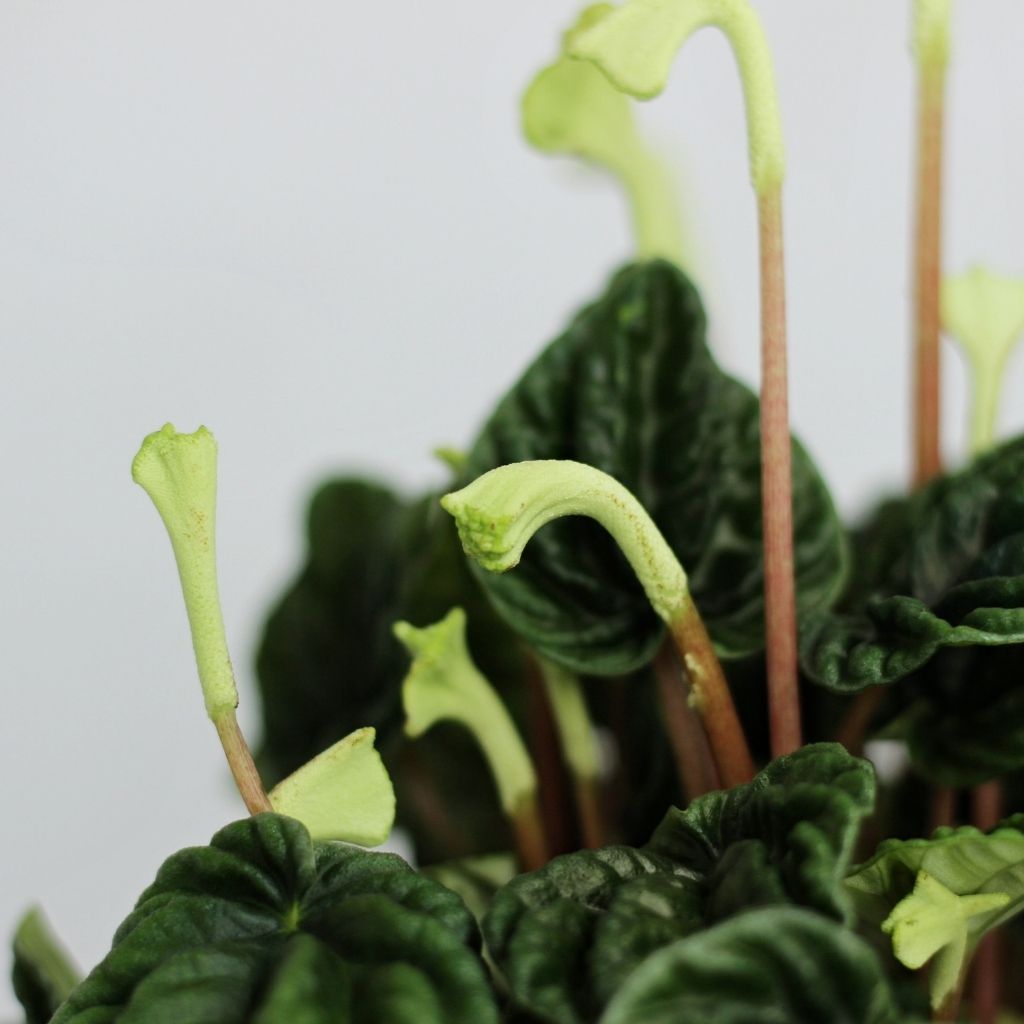 Peperomia caperata Lilian