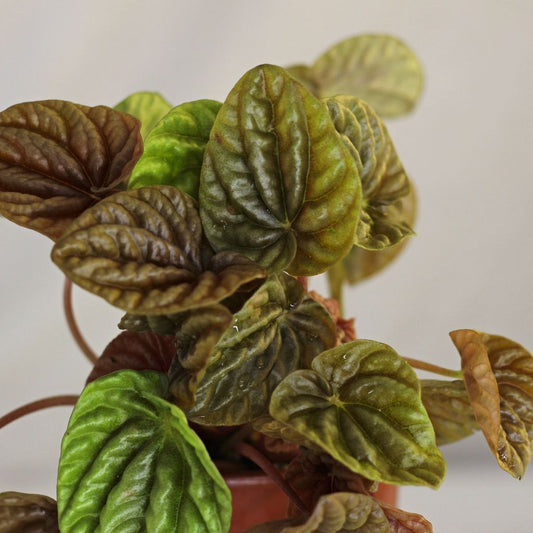 Peperomia caperata Rosa Burgunder