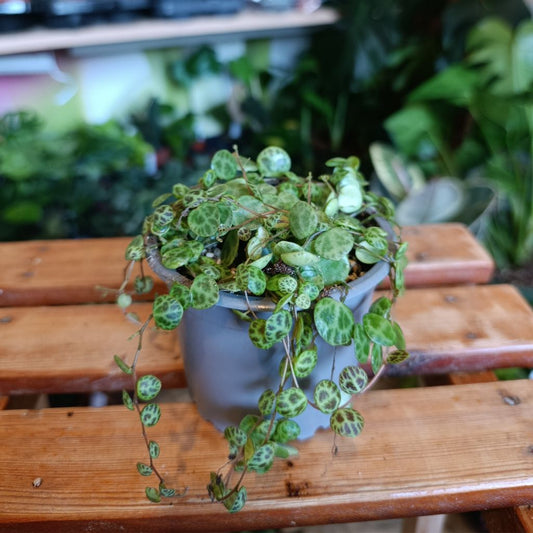 Peperomia prostrata "M"