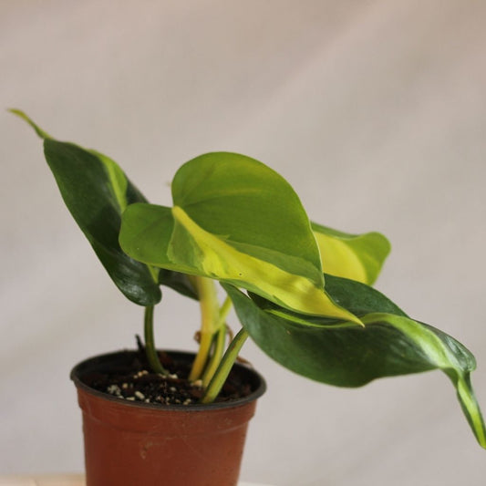 Philodendron Brazil "M"