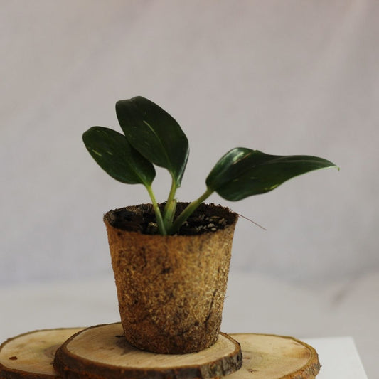 Philodendron Cobra "M" (šetrné k přírodě)