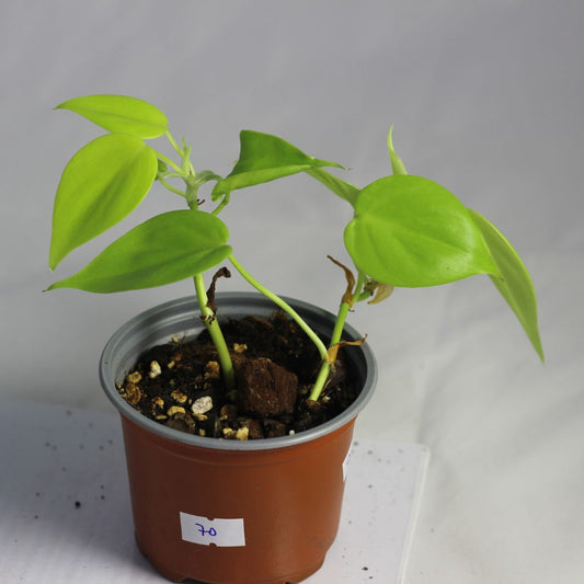 Philodendron Lemon Lime "M"