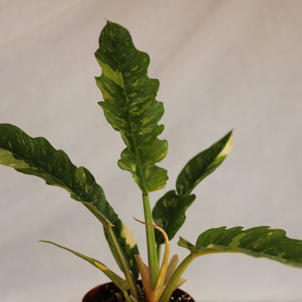 Philodendron Ring of Fire "L"