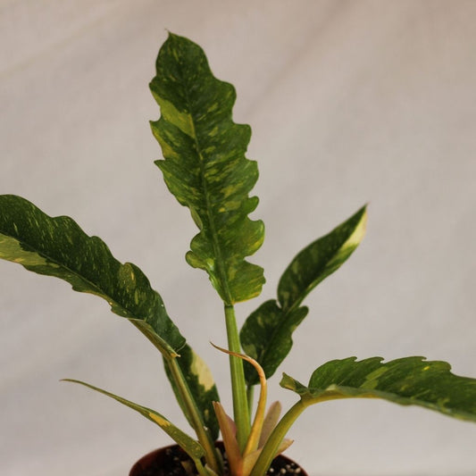 Philodendron Ring of Fire "L"