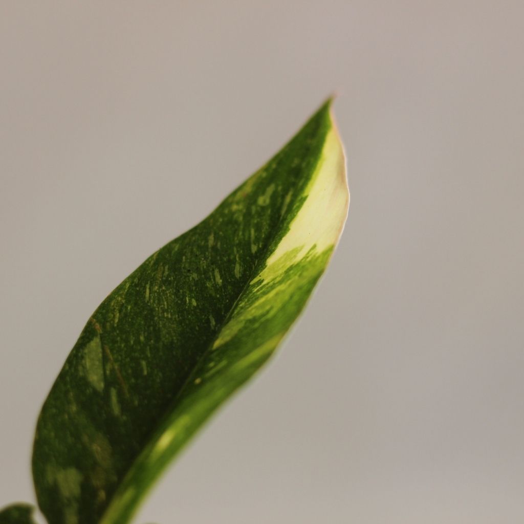 Philodendron Ring of Fire "L"