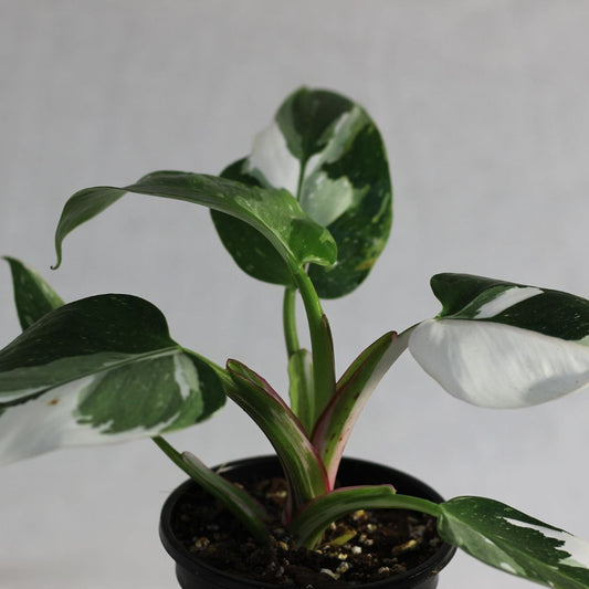 Philodendron White Wizard "L"