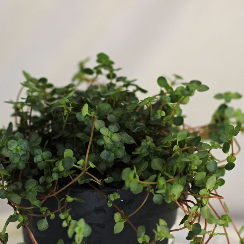 Pilea Plant