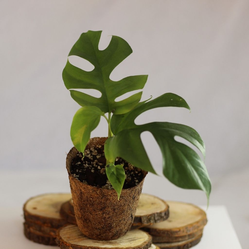 Rhaphidophora Tetrasperma "M" (šetrné k přírodě)
