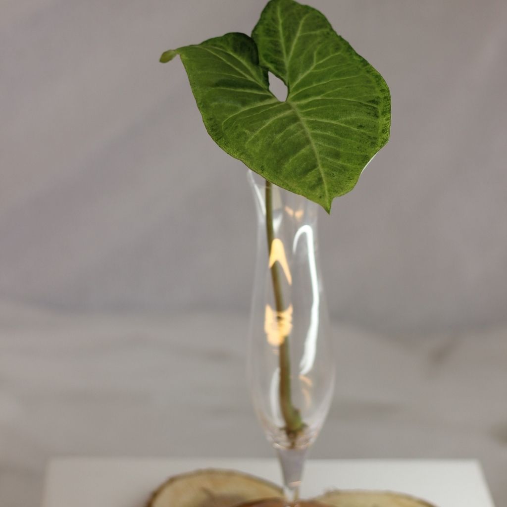 Syngonium butterfly - řízek k zakořenění