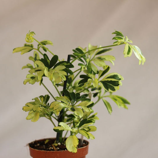 Schefflera Arboricola Janine