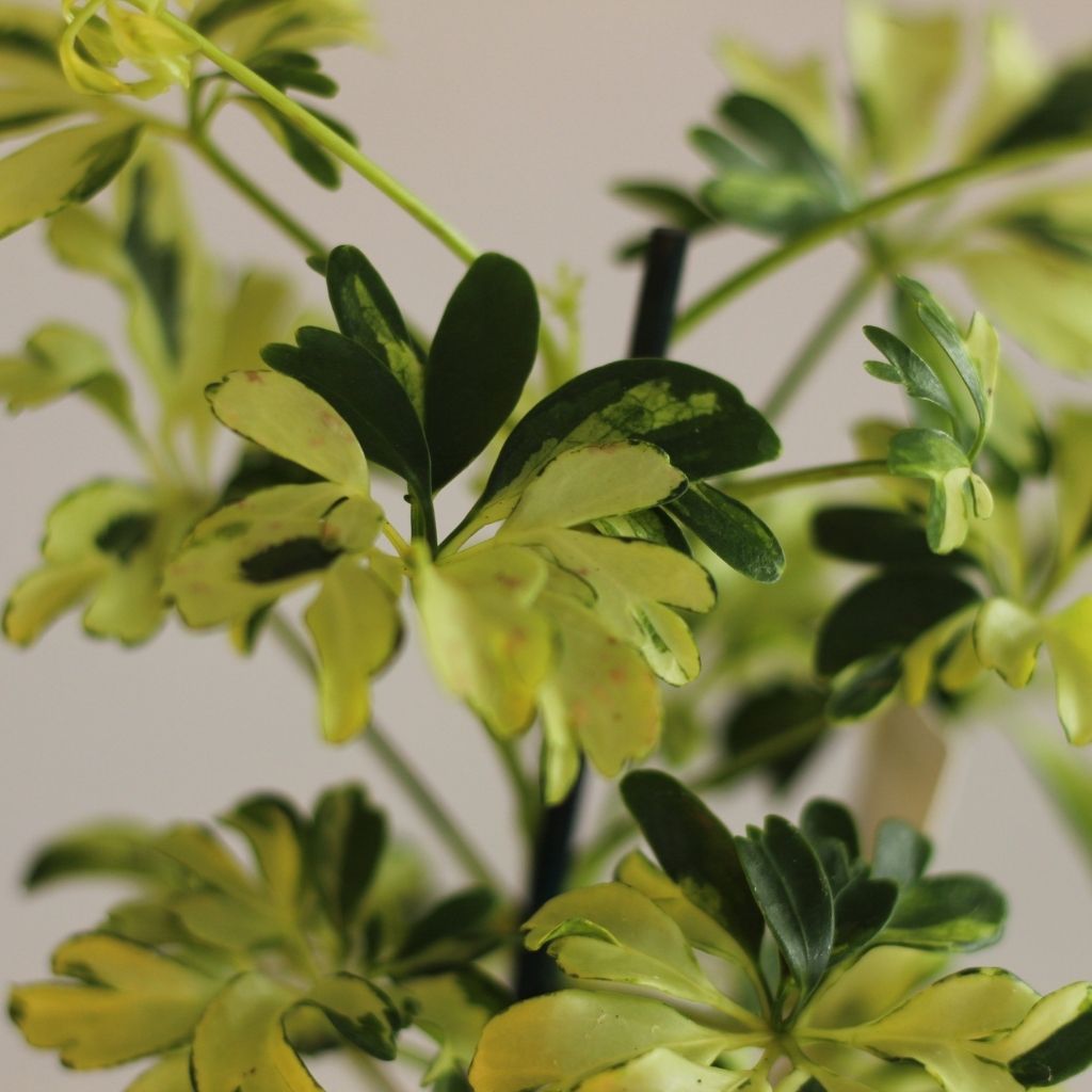 Schefflera Arboricola Janine