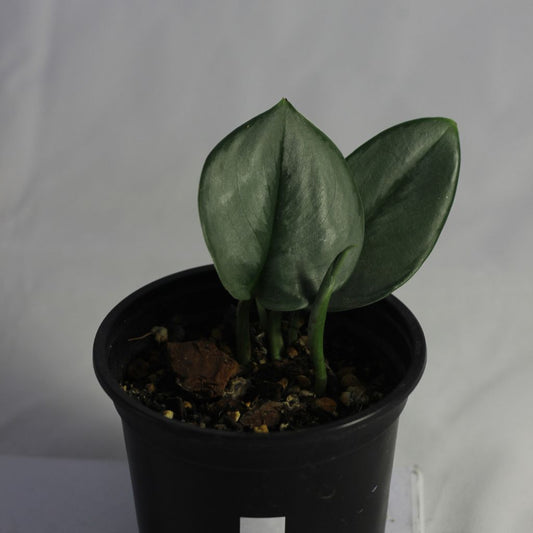 Scindapsus Treubii Moonlight "M"