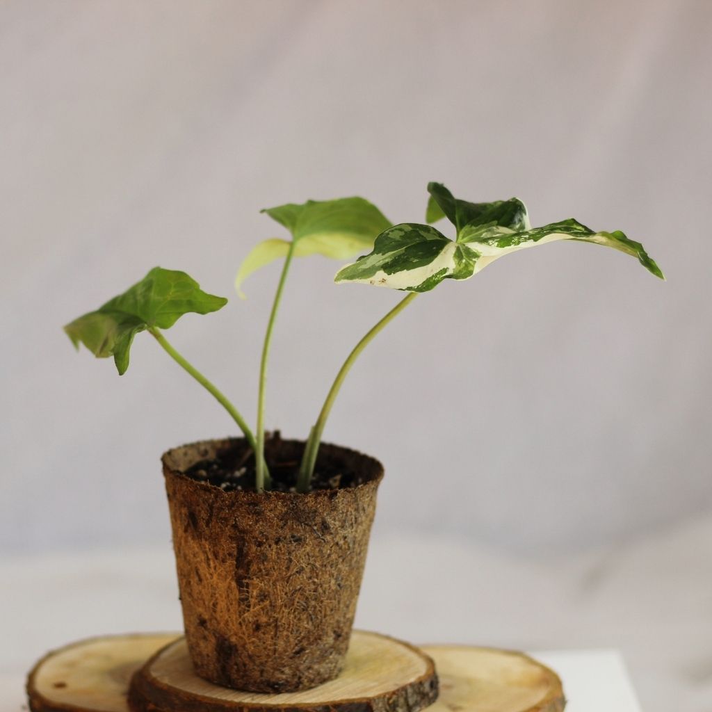Syngonium Albo "M" (šetrné k přírodě)