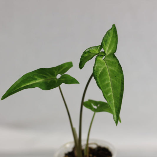 Syngonium Angustatum "L"