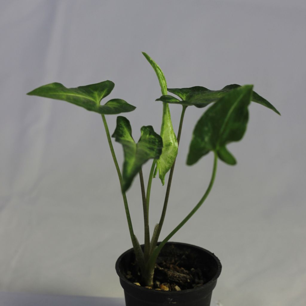 Syngonium Angustatum "M"