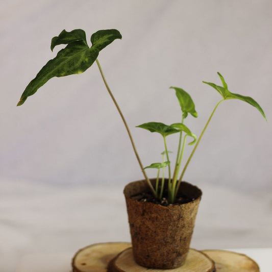 Syngonium Angustatum "M" (šetrné k přírodě)