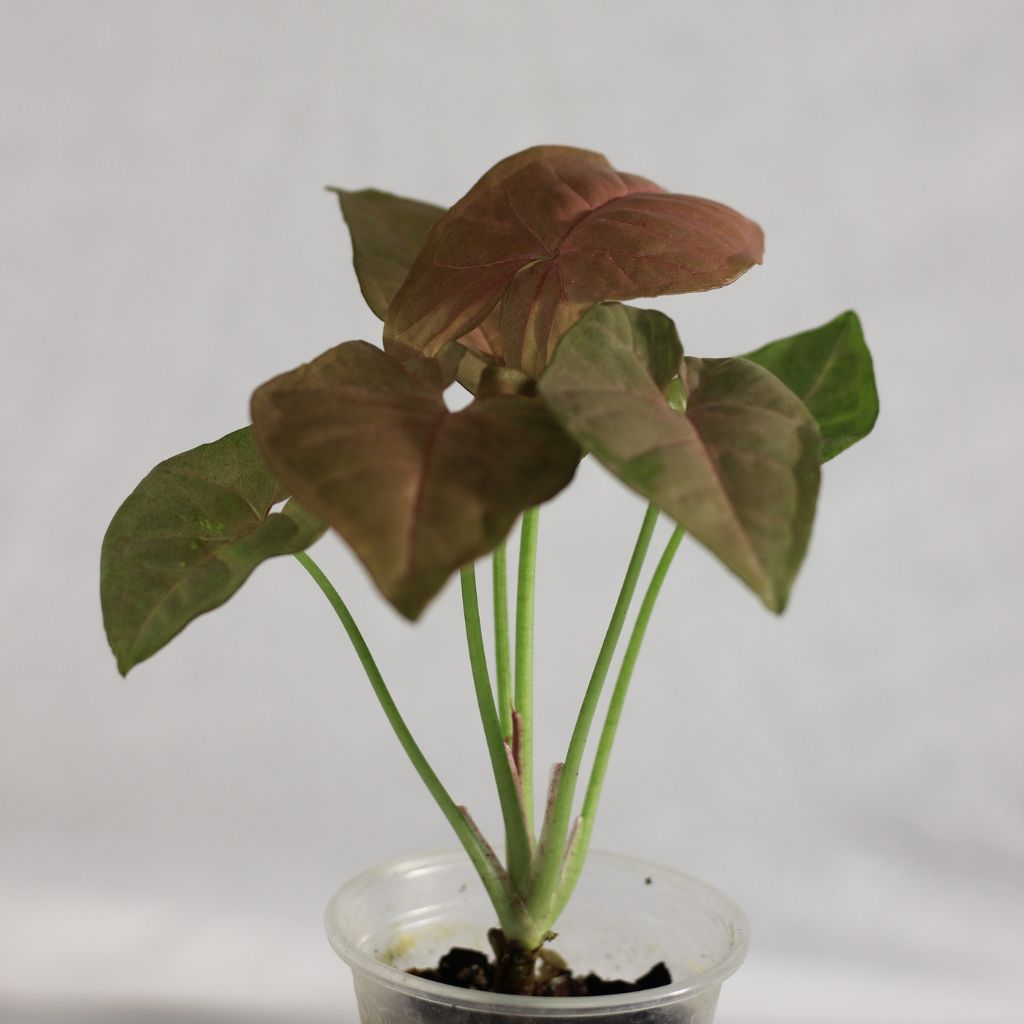 Syngonium Pink Neon "S"