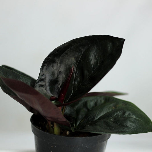 Syngonium Red Arrow "M" - kompaktní