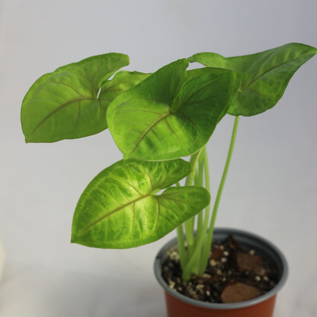 Syngonium Sunshine "M"