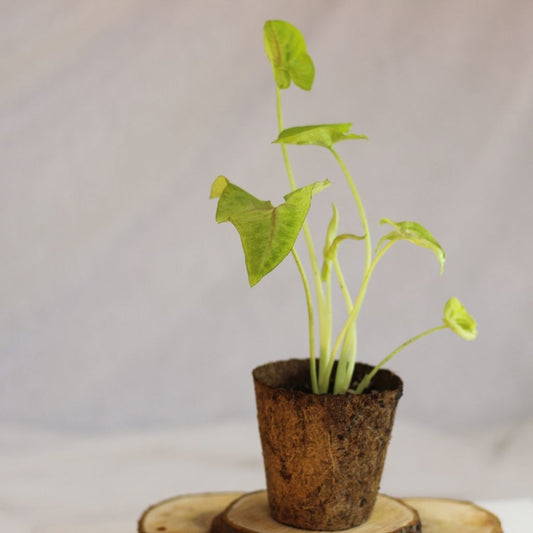 Syngonium Sunshine "M" (šetrné k přírodě)