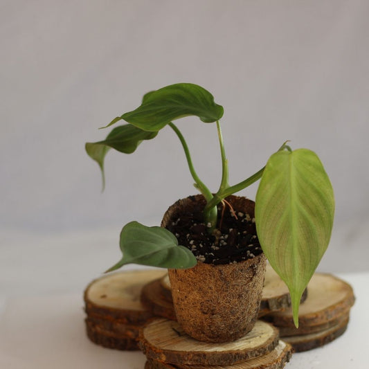 Syngonium Chiapense (šetrné k přírodě)