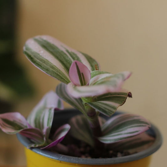 Tradescantia Nanouk "M"